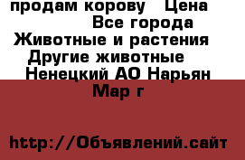 продам корову › Цена ­ 70 000 - Все города Животные и растения » Другие животные   . Ненецкий АО,Нарьян-Мар г.